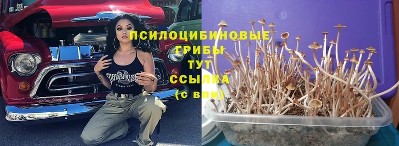 Псилоцибиновые грибы Psilocybe  блэк спрут зеркало  Петропавловск-Камчатский 